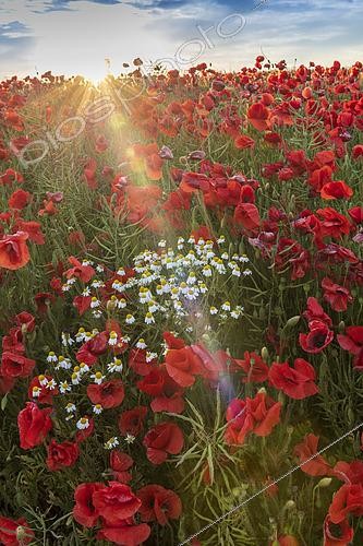 Biosphoto | 2450710 | Rapeseed field  colonized  by Poppies and Wild Chamomile on the Opal Coast in spring, Hauts de France, France | &copy; Yann Avril / Biosphoto