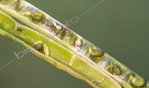 Biosphoto | 2576761 | Rapeseed silique aborted due to weevil or midge larvae laid by a weevil hole, observation, decision-making, insecticide treatment or not, sustainable agriculture. France | &copy; Claudius Thiriet / Biosphoto