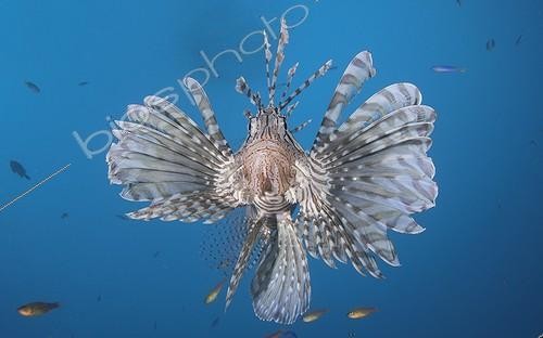 Biosphoto | 1623529 | Rascasse volante nageant de face Tahiti Polynésie Française | &copy; Fabien Michenet / Biosphoto