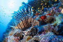 Biosphoto | 2544088 | Rascasse volante (Pterois volitans) sur le récif près de l'épave du SS Thistlegorm, un cargo britannique construit dans le nord-est de l'Angleterre en 1940 et coulé par des bombardiers allemands en 1941. Près de Ras Mohammed, péninsule du Sinaï, mer Rouge, Égypte. | &copy; Franco Banfi / Biosphoto