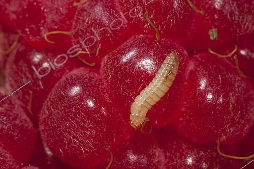 Biosphoto | 1903960 | Raspberry beetle larva on Raspberry Lorraine France  | &copy; Stéphane Vitzthum / Biosphoto