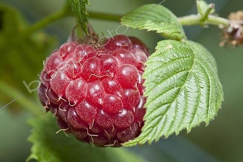 Biosphoto | 2426867 | Raspberry (Ribes idaeus) on the bush, garden, Dortmund, North Rhine-Westphalia, Germany, Europe | &copy; W. Wirth / imageBROKER / Biosphoto