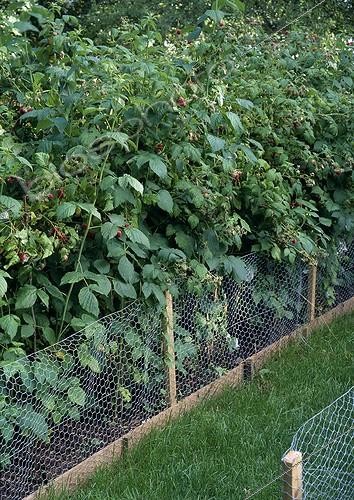 Biosphoto | 987513 | Raspberry 'Tayberry' in summer | &copy; Gilles Le Scanff & Joëlle-Caroline Mayer / Biosphoto