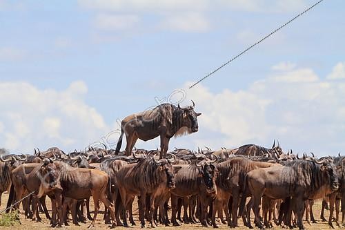 Biosphoto | 2155713 | Rassemblement de Gnous à queue noire (Connochaetes taurinus), Masaï Mara, Kenya. L'un d'eux est juché sur une butte | &copy; Jean-Jacques Alcalay / Biosphoto