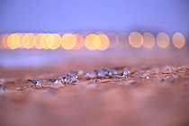 Biosphoto | 2621607 | Rassemblement migratoire de printemps de Bécasseaux sanderlings (Calidris alba) sur une plage du débarquement pour se nourrir, secteur de Sword, Normandie, France | &copy; Christophe Perelle / Biosphoto