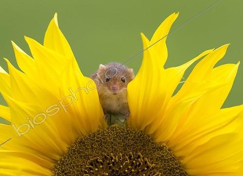 Biosphoto | 2044773 | Rat des moissons dans une fleur de tournesol - Angleterre | &copy; Frédéric Desmette / Biosphoto