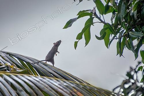 Biosphoto | 2600472 | Rat noir (Rattus rattus), perché sur une palme pour atteindre des feuilles, Praslin, Seychelles | &copy; Régis Cavignaux / Biosphoto