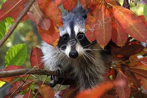 Biosphoto | 723099 | Raton-laveur - Montevallo Alabama | &copy; Daniel Heuclin / Biosphoto