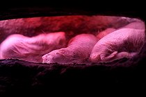 Biosphoto | 1251178 | Rats-taupes nus dormant en groupe dans le terrier collectif | &copy; Nano Calvo / Visual and Written - Photo Collection / Biosphoto
