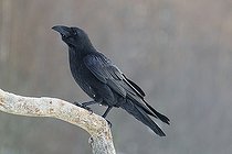 Biosphoto | 2593314 | Raven (Corvus corax) on a branch. Bialowieza Forest UNESCO World Heritage Site, Poland, Europe. | &copy; Franco Banfi / Biosphoto