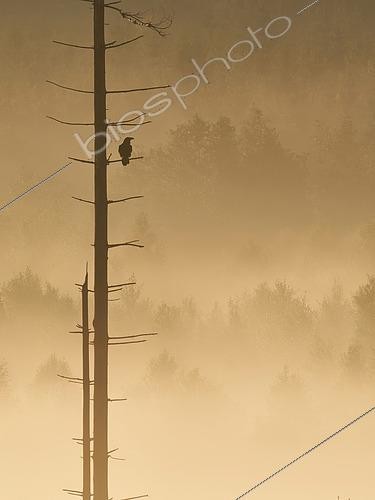 Biosphoto | 2563139 | Raven (Corvus corax) on a dead spruce tree in the morning mist, Ardennes, Belgium | &copy; Philippe Moës / Biosphoto