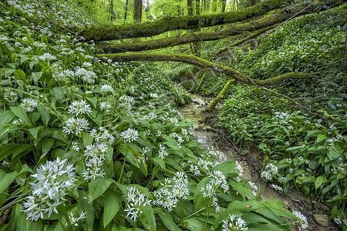 Biosphoto | 2610157 | Ravin humide couvert d'Ail des Ours (Allium ursinum) en fleurs, Haute-Savoie, France | &copy; Jean-Philippe Delobelle / Biosphoto
