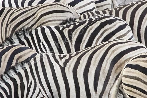 Biosphoto | 417419 | Rayures de Zèbres de Burchell Etosha Namibie | &copy; Brigitte Marcon / Biosphoto