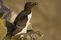 Biosphoto | 1489174 | Razorbill (Alca torda), Látrabjarg bird cliff, West Fjords, Iceland, Europe | &copy; Franz Christoph Robiller / imageBROKER / Biosphoto