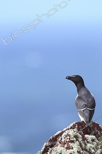 Biosphoto | 2274529 | Razorbill (Alca torda) on a rock on seabed, Atlantic Coast, Europe | &copy; Emile Barbelette / Biosphoto