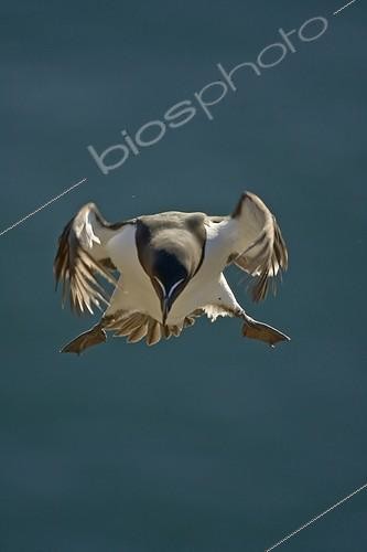 Biosphoto | 911080 | Razorbill in flight Crawtown Scotland | &copy; David Allemand / Biosphoto