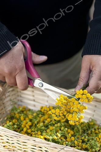 Biosphoto | 1768186 | Réalisation d'une décoction de Tanaisie pour le jardin ; Fleurs de tanaisie découpées avant séchage en vue de réaliser une décoction pour un traitement phytosanitaire au jardin | &copy; Alexandre Petzold / Biosphoto