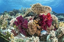 Biosphoto | 2583327 | Récif corallien, coraux. Parc national de Ras Muhammad (Sharm Al Sheikh - Raas Mohammed) et détroit de Tiran. Péninsule du Sinaï. Mer Rouge, Egypte. | &copy; Sergio Hanquet / Biosphoto