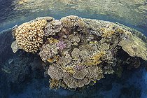 Biosphoto | 2583339 | Récif corallien se reflétant à la surface de la mer. Coraux durs (madrépora, Milleproa, Pocillopora damicornis, Acropora humilis et Pocillopora verrucosa). Parc national de Ras Muhammad (Sharm Al Sheikh - Raas Mohammed) et détroit de Tiran. Péninsule du Sinaï. Mer Rouge, Égypte. | &copy; Sergio Hanquet / Biosphoto