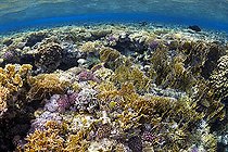Biosphoto | 2583340 | Récif corallien se reflétant à la surface de la mer. Coraux durs (madrépora, Milleproa, Pocillopora damicornis, Acropora humilis et Pocillopora verrucosa). Parc national de Ras Muhammad (Sharm Al Sheikh - Raas Mohammed) et détroit de Tiran. Péninsule du Sinaï. Mer Rouge, Égypte. | &copy; Sergio Hanquet / Biosphoto