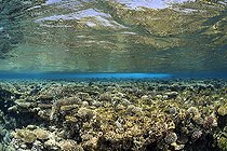 Biosphoto | 2583341 | Récif corallien se reflétant à la surface de la mer. Coraux durs (madrépora, Milleproa, Pocillopora damicornis, Acropora humilis et Pocillopora verrucosa). Parc national de Ras Muhammad (Sharm Al Sheikh - Raas Mohammed) et détroit de Tiran. Péninsule du Sinaï. Mer Rouge, Égypte. | &copy; Sergio Hanquet / Biosphoto
