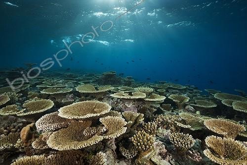 Biosphoto | 1819926 | Récif de Coraux tabulaires Atoll Felidhu Maldives | &copy; Reinhard Dirscherl / Biosphoto