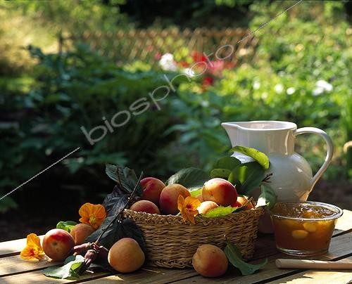 Biosphoto | 628057 | Récolte d'Abricots dans un panier | &copy; Gilles Le Scanff & Joëlle-Caroline Mayer / Biosphoto