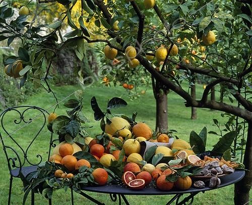 Biosphoto | 628059 | Récolte d'agrums sur une table de jardin | &copy; Gilles Le Scanff & Joëlle-Caroline Mayer / Biosphoto