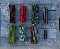 Biosphoto | 733263 | Récolte de branches dans un jardin en hiver | &copy; Gilles Le Scanff & Joëlle-Caroline Mayer / Biosphoto