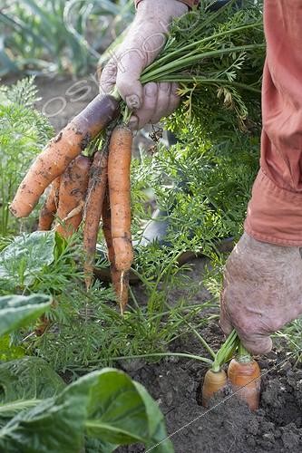 Biosphoto | 2034462 | Récolte de Carottes au potager ; Arroser la terre au répalable permet d'extrait plus facilement les variétés à longues racines. | &copy; Jean-Michel Groult / Biosphoto