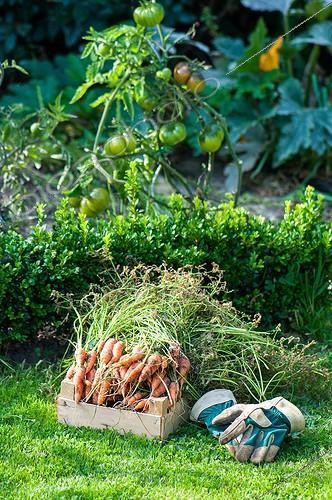 Biosphoto | 2012334 | Récolte de Carottes 'Nantaise' dans un potager biologique | &copy; Yann Avril / Biosphoto