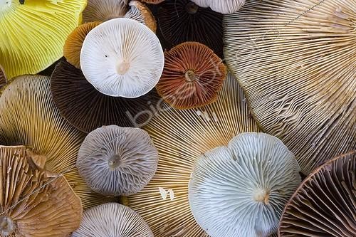 Biosphoto | 723131 | Récolte de champignons à lamelles Vaala Finlande Automne | &copy; Juan-Carlos Muñoz / Biosphoto