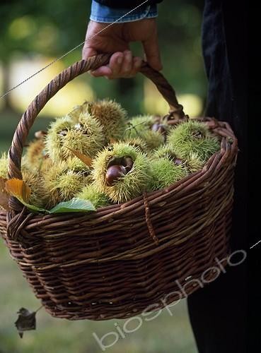 Biosphoto | 987596 | Récolte de Châtaignes | &copy; Gilles Le Scanff & Joëlle-Caroline Mayer / Biosphoto