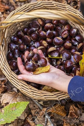 Biosphoto | 2597244 | Récolte de châtaignes dan un panier en forêt en automne, Moselle, France | &copy; Yann Avril / Biosphoto