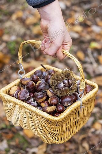 Biosphoto | 2597246 | Récolte de châtaignes dan un panier en forêt en automne, Moselle, France | &copy; Yann Avril / Biosphoto