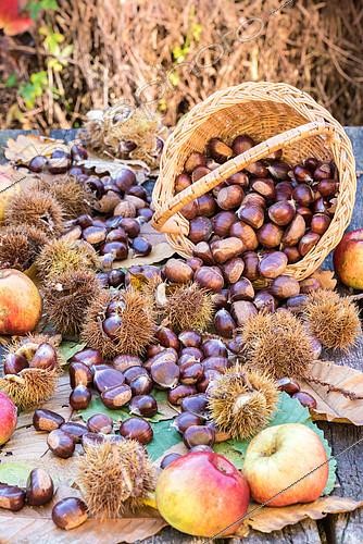 Biosphoto | 2092798 | Récolte de châtaignes et de pommes, Moselle, France | &copy; Yann Avril / Biosphoto