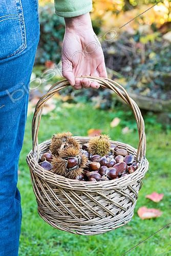 Biosphoto | 2092804 | Récolte de châtaignes, Moselle, France | &copy; Yann Avril / Biosphoto