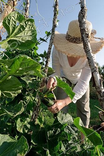 Biosphoto | 171842 | Récolte de Concombres  | &copy; Hervé Lenain / Biosphoto
