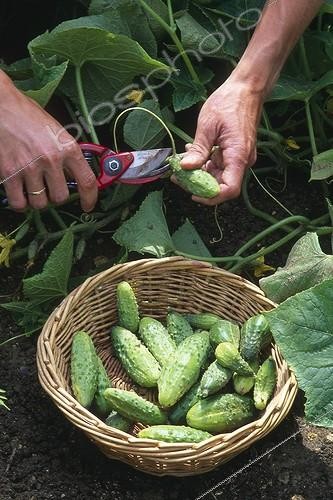 Biosphoto | 896907 | Récolte de Cornichons au jardin potager | &copy; Alexandre Petzold / Biosphoto