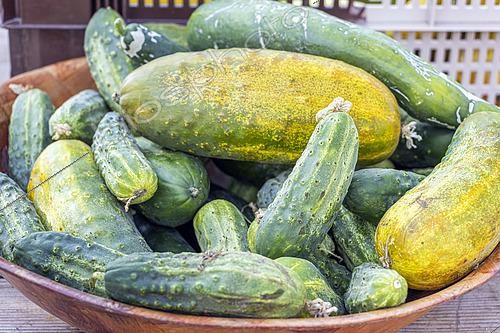 Biosphoto | 2592939 | Récolte de cornichons de Paris | &copy; Alain Kubacsi / Biosphoto