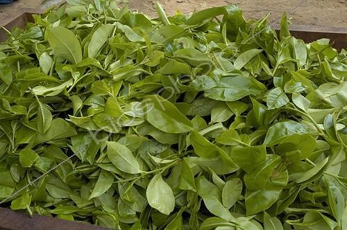 Biosphoto | 154778 | Récolte de feuilles de Thé à Karnataka en Inde ; Golden Mist Organic Plantation. Région de Madikeri | &copy; NouN / Biosphoto