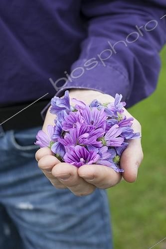 Biosphoto | 2047507 | Récolte de fleurs de Mauve sylvestre ; Les fleurs de mauve sont utilisées en cuisine mais aussi de façon médicinale | &copy; Jean-Michel Groult / Biosphoto