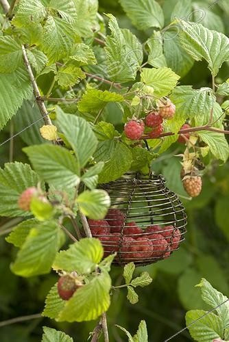 Biosphoto | 1156318 | Récolte de Framboises dans un jardin | &copy; Laurie Hégo / Biosphoto