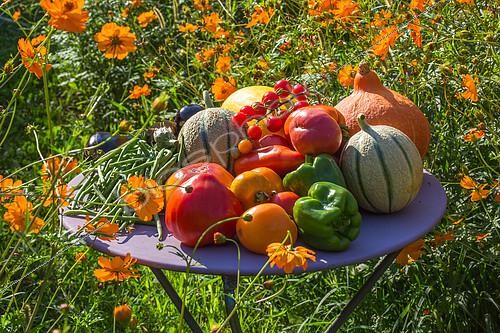 Biosphoto | 2084192 | Récolte de fruits et de légumes d'été devant un parterre de cosmos en fleurs, Provence, France | &copy; Philippe Giraud / Biosgarden / Biosphoto