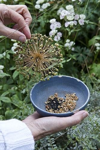 Biosphoto | 1608774 | Récolte de graines d'Ail décoratif dans un jardin | &copy; Gilles Le Scanff & Joëlle-Caroline Mayer / Biosphoto