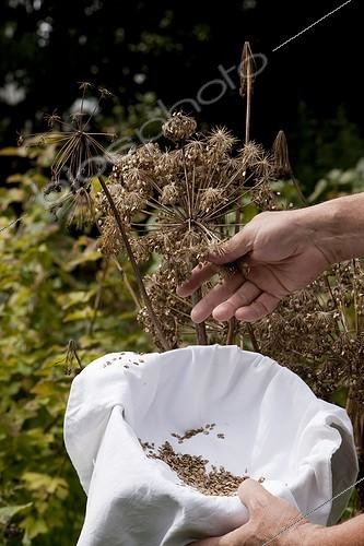 Biosphoto | 1153086 | Recolte de graines d'Angelique dans un jardin biologique | &copy; NouN / Biosphoto