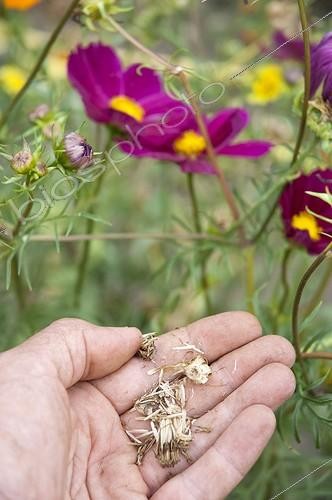 Biosphoto | 1640016 | Récolte de graines de Cosmos dans un jardin | &copy; Alexandre Petzold / Biosphoto