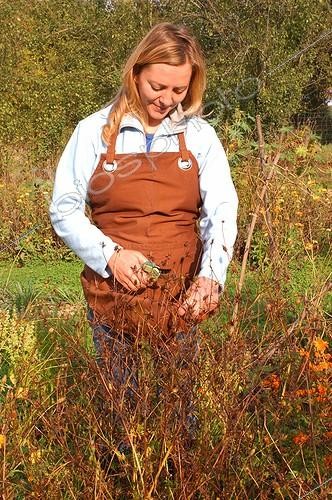 Biosphoto | 47413 | Récolte de graines de Cosmos sulphureus ; Couper les tiges avec les graines au dessus d'un tablier | &copy; NouN / Biosphoto