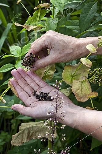 Biosphoto | 1608964 | Récolte de graines de Maceron perfolié dans un jardin | &copy; Gilles Le Scanff & Joëlle-Caroline Mayer / Biosphoto