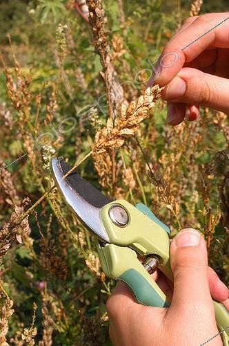 Biosphoto | 20831 | Récolte de graines de plantes annuelles ; Reseda odorata. Récolter les petites gousses contenant les graines | &copy; Vilma Meunier / Biosphoto